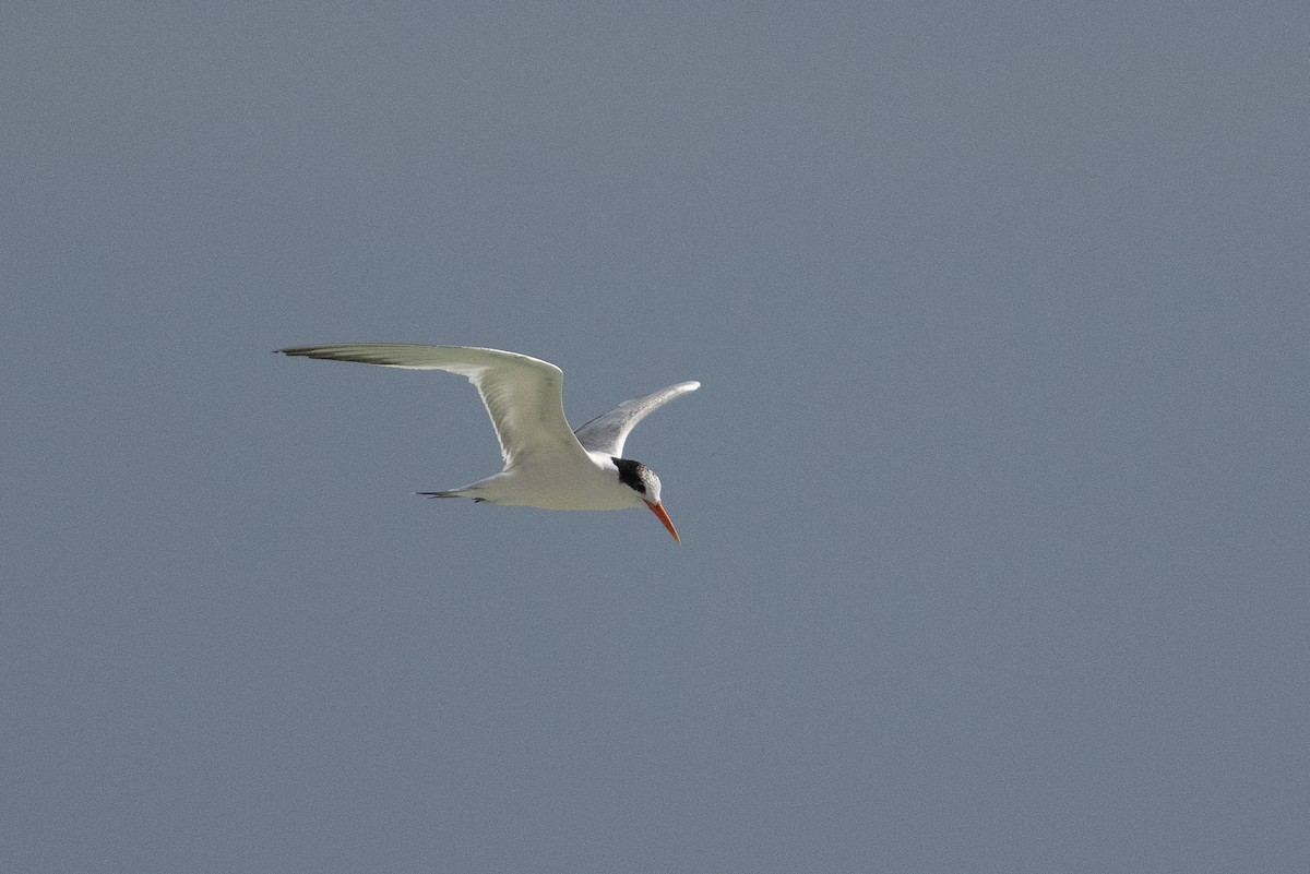 Elegant Tern - ML643966901