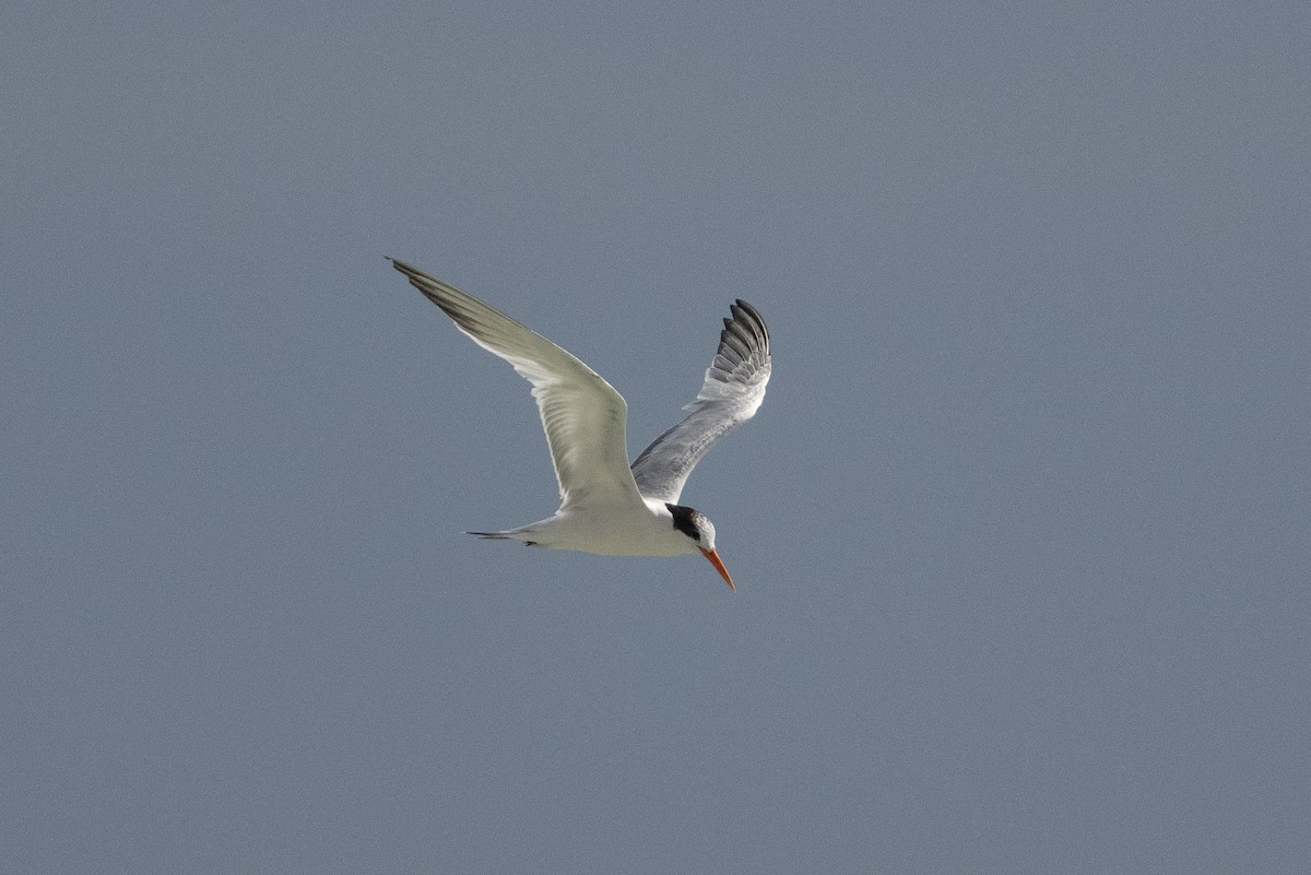 Elegant Tern - ML643966902