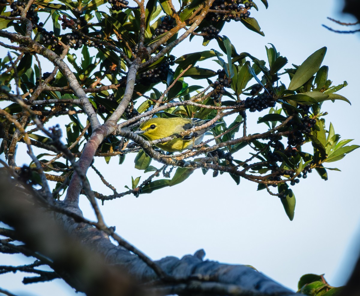 Yellow-throated Vireo - ML643966906
