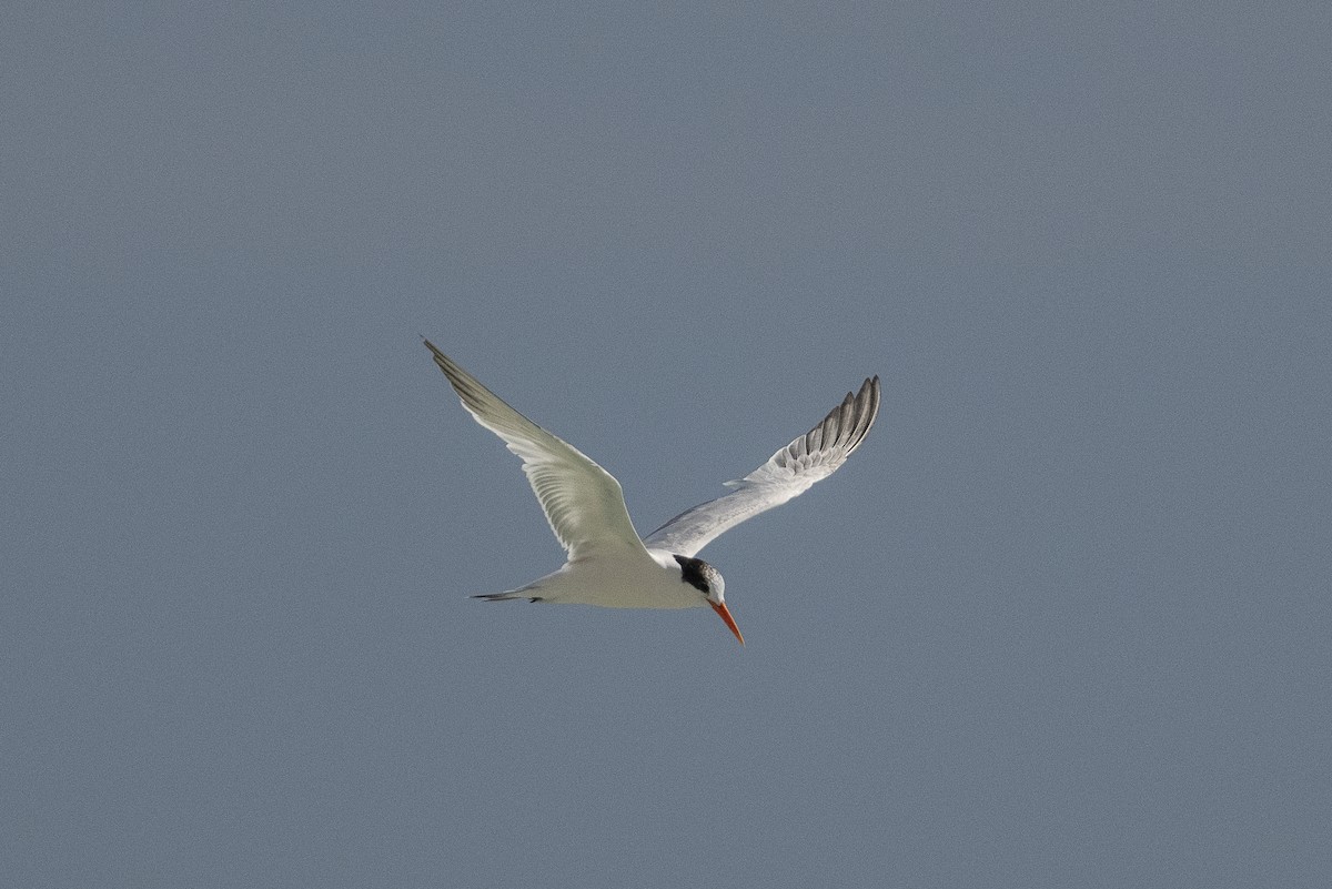 Elegant Tern - ML643966911