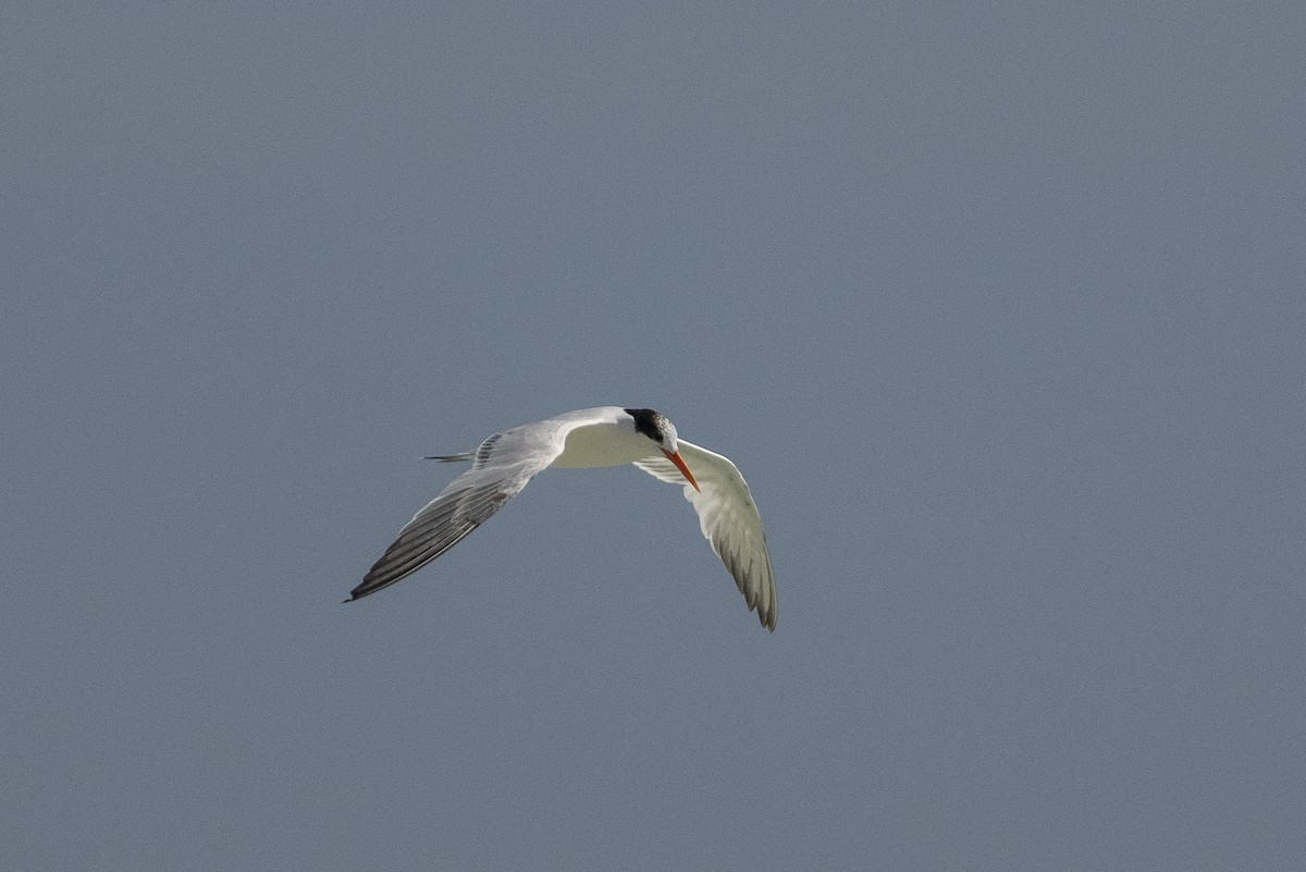 Elegant Tern - ML643966913