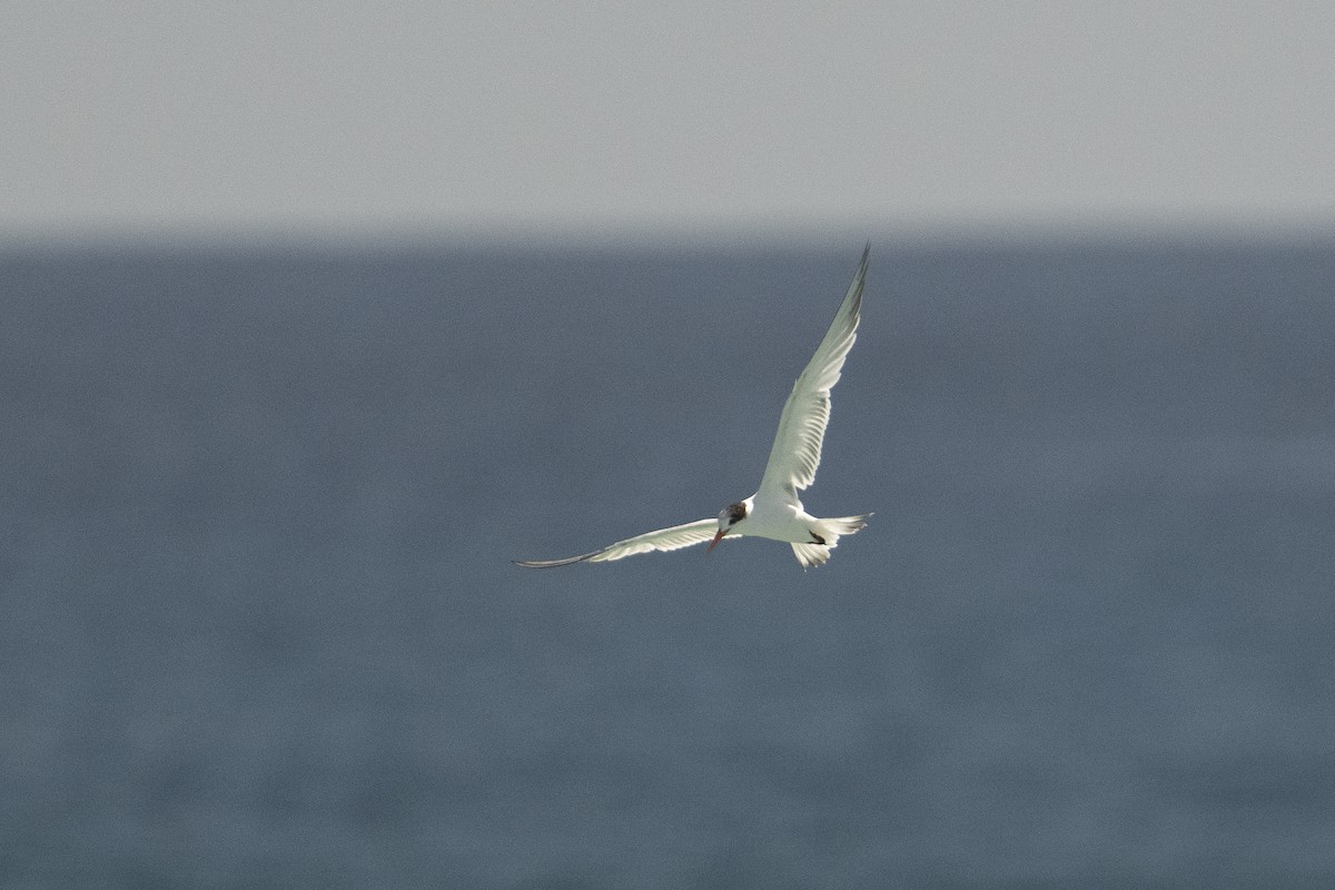Elegant Tern - ML643966918