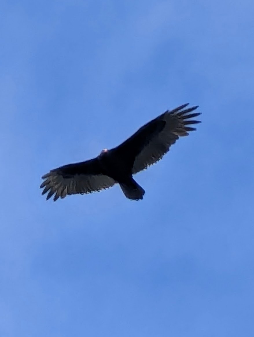 Turkey Vulture - ML643966923