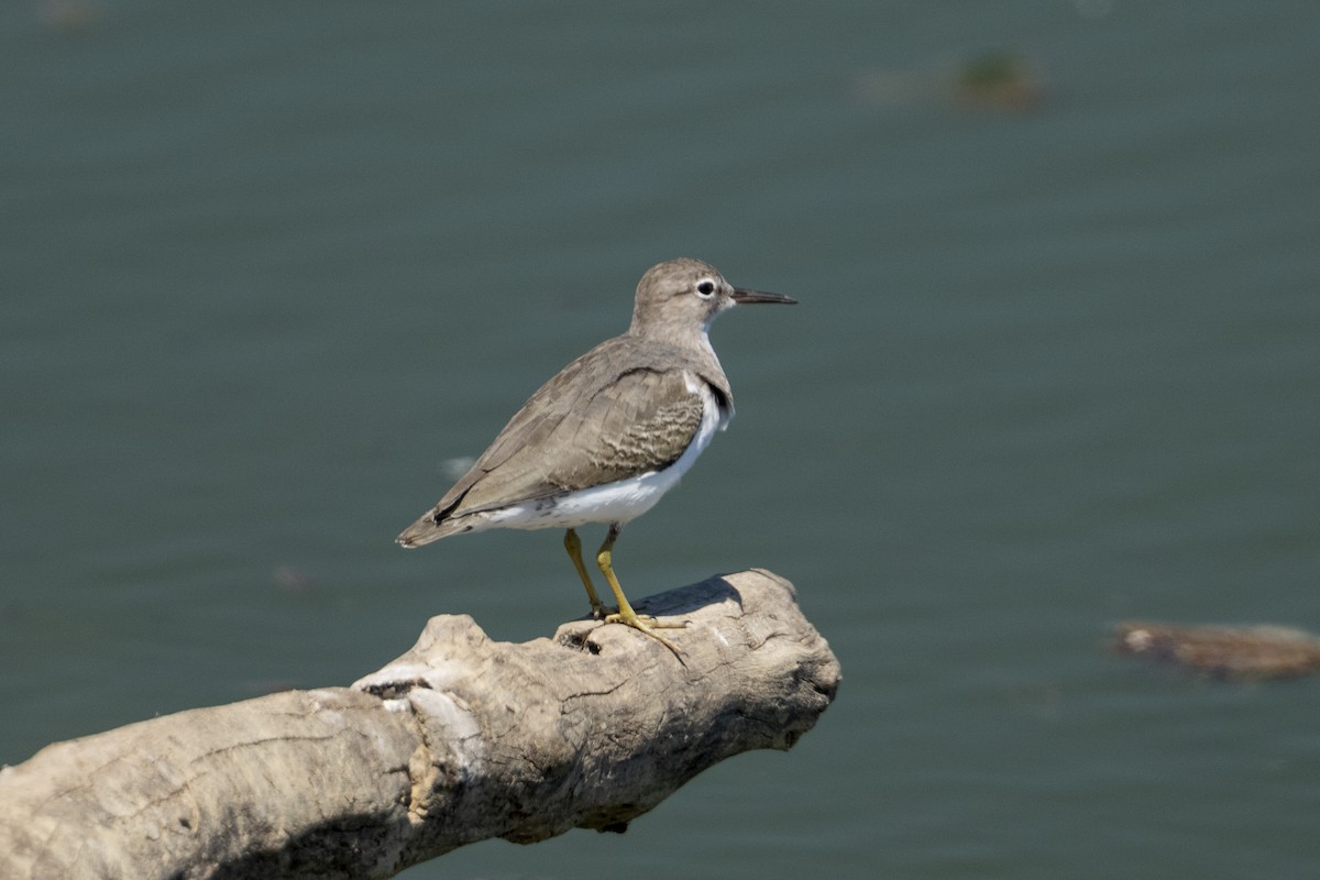 Spotted Sandpiper - ML643966924