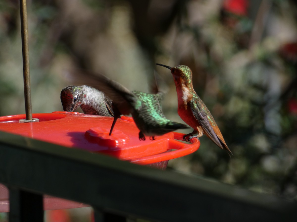 Rufous/Allen's Hummingbird - ML643966940