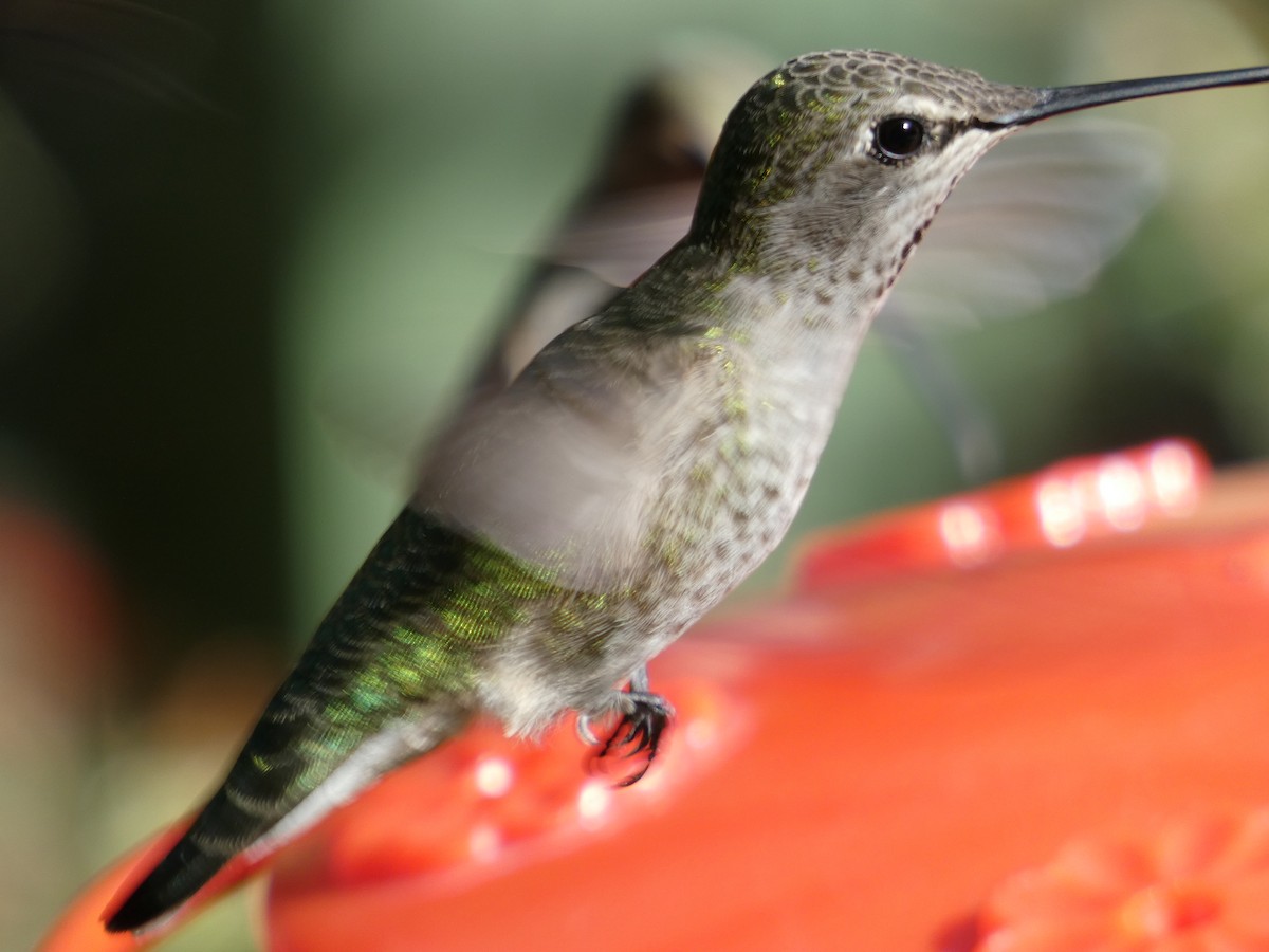 Anna's Hummingbird - ML643966950