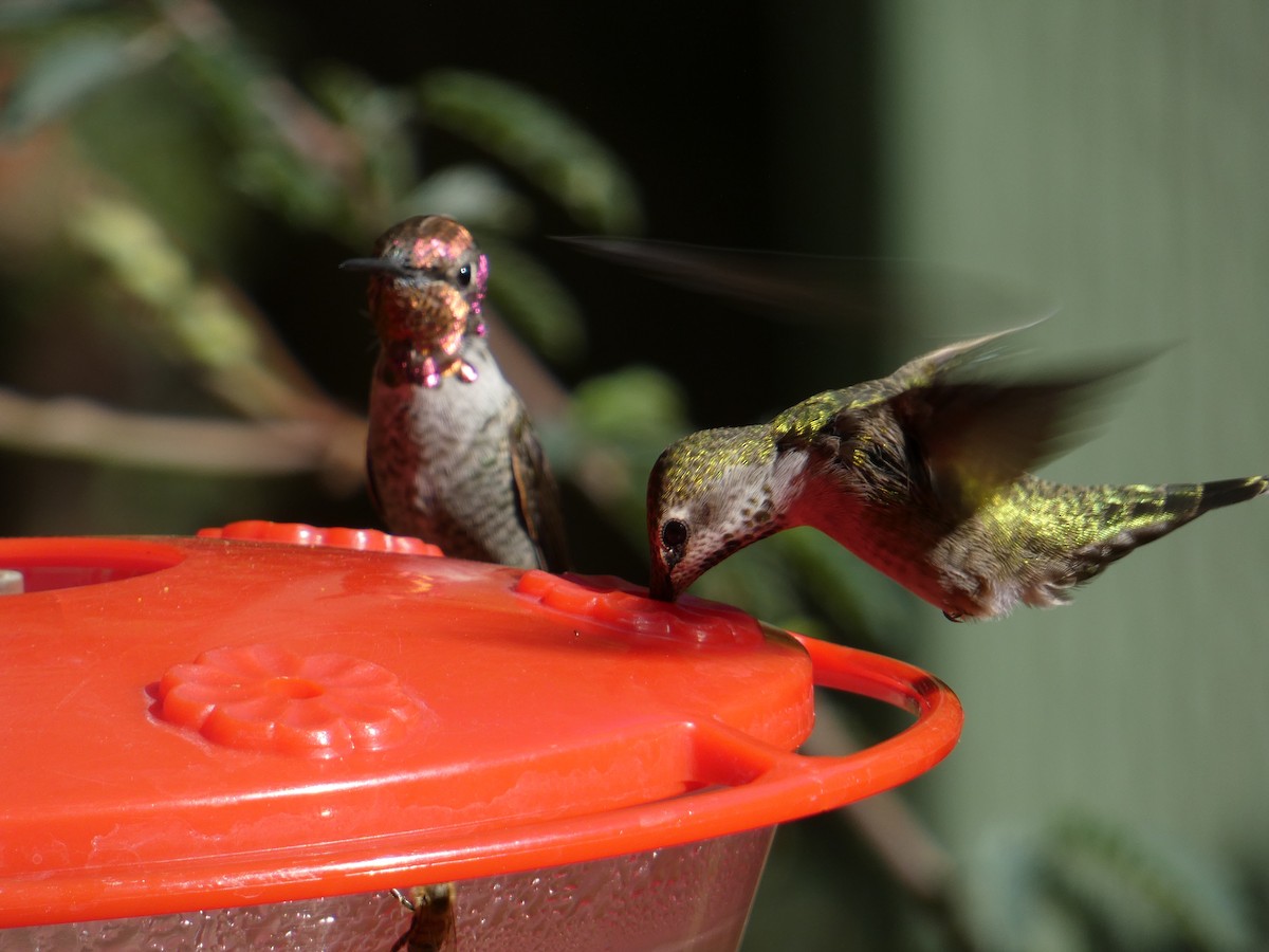 Anna's Hummingbird - ML643966955