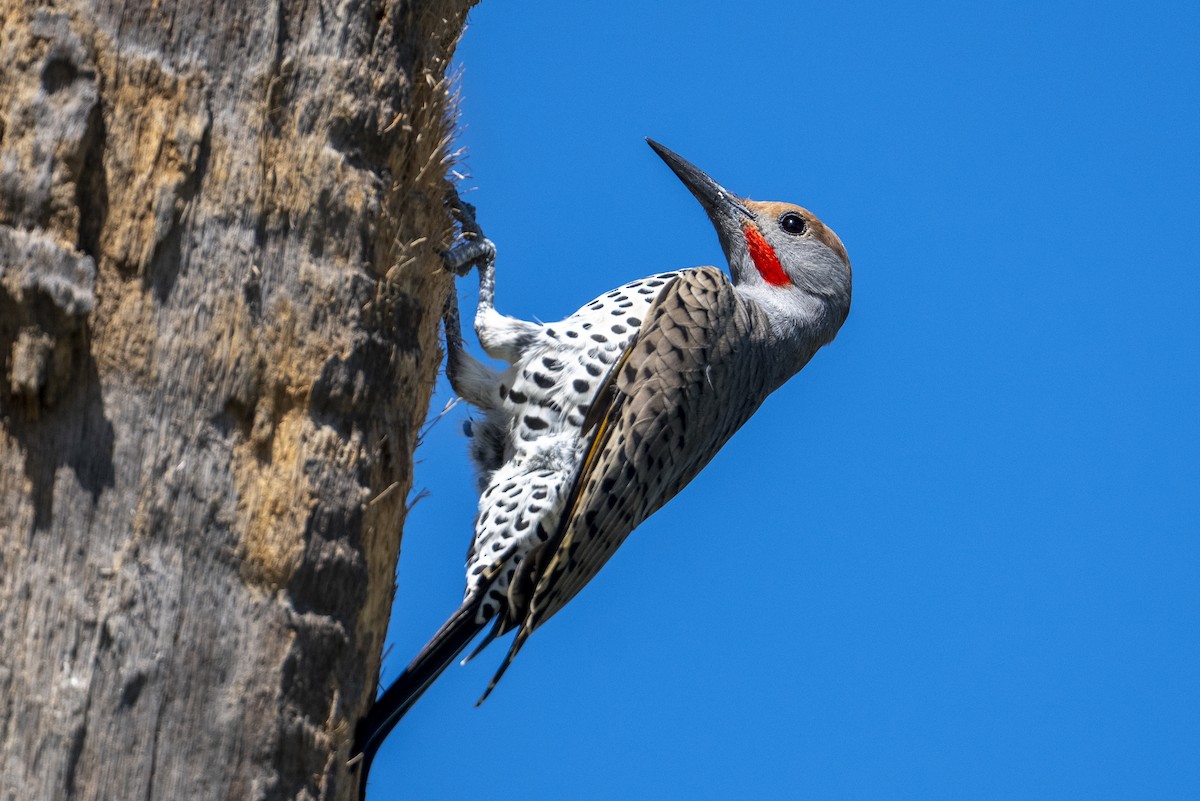 Gilded Flicker - ML643966957