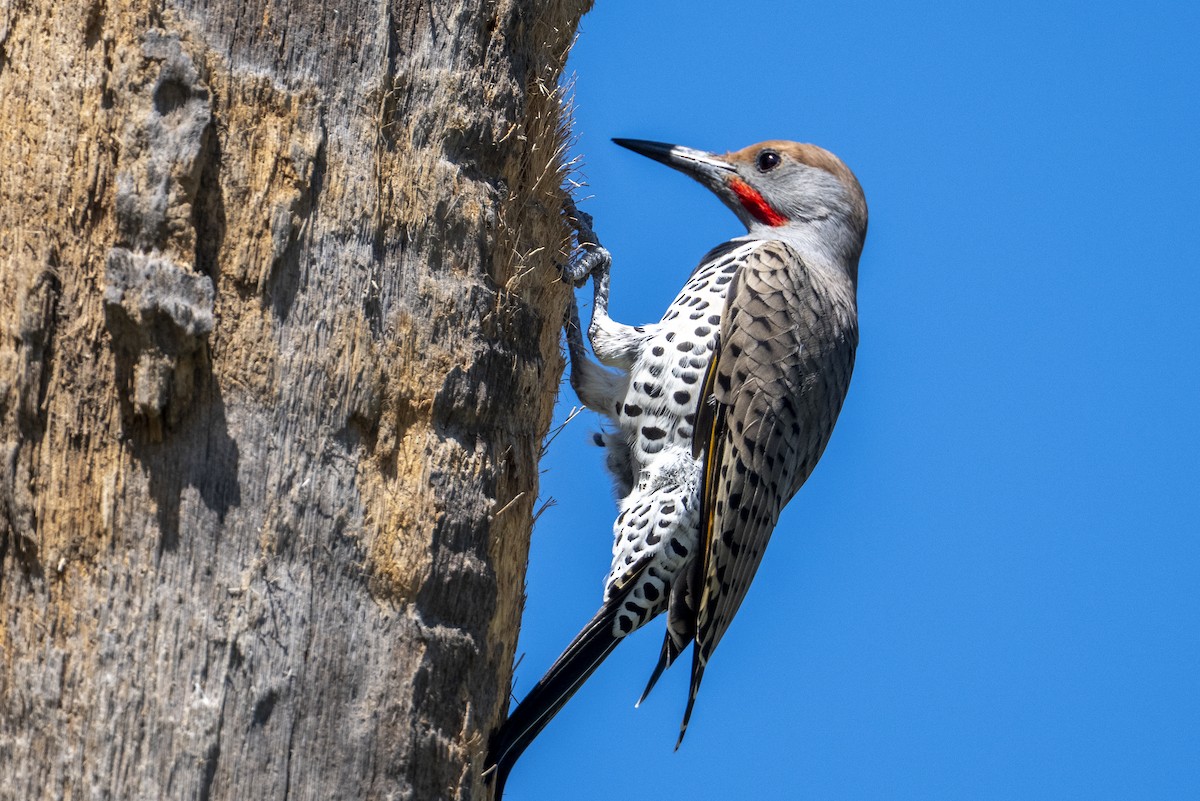 Gilded Flicker - ML643966961