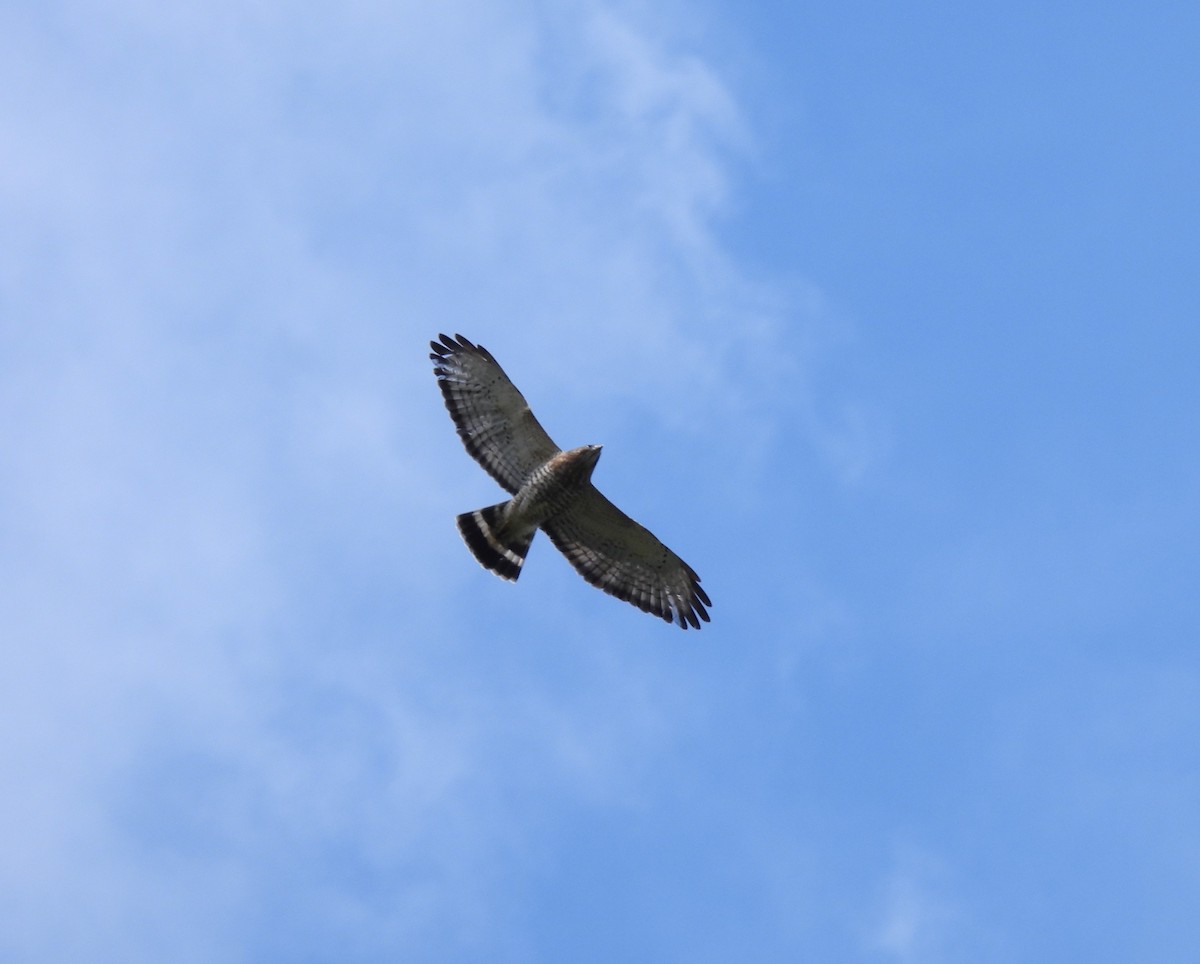 Broad-winged Hawk - ML643966966