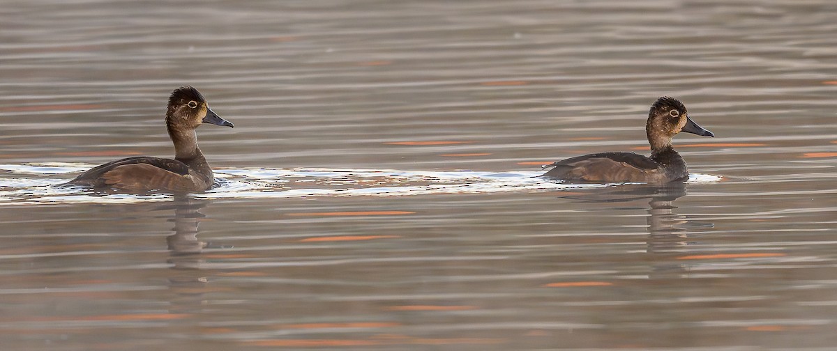 Ring-necked Duck - ML643966967