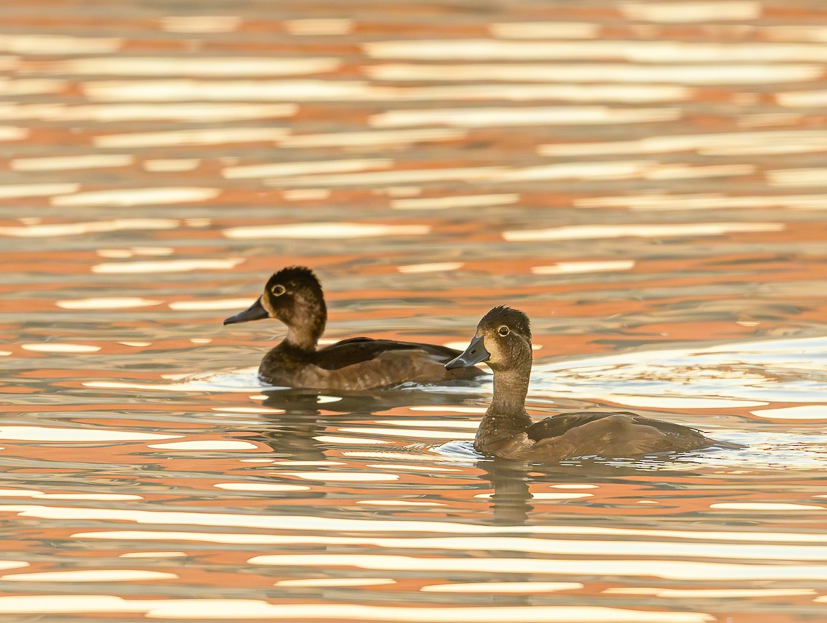 Ring-necked Duck - ML643966968