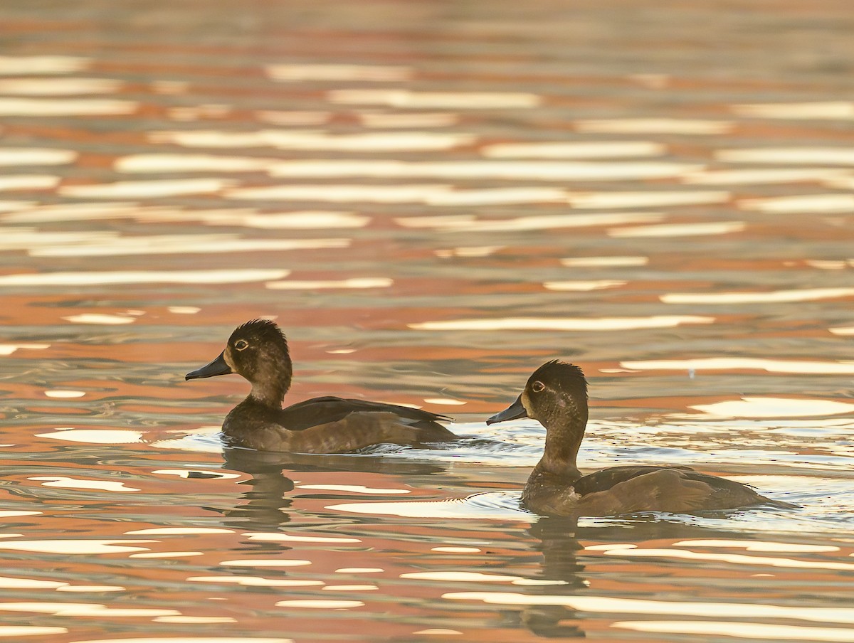 Ring-necked Duck - ML643966969