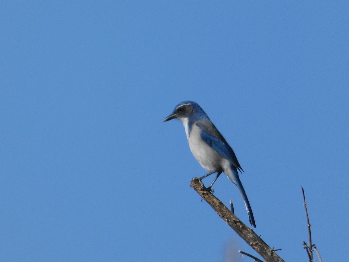 California Scrub-Jay - ML643966970