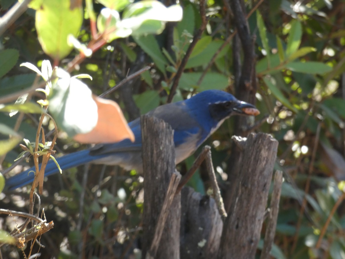 California Scrub-Jay - ML643966974
