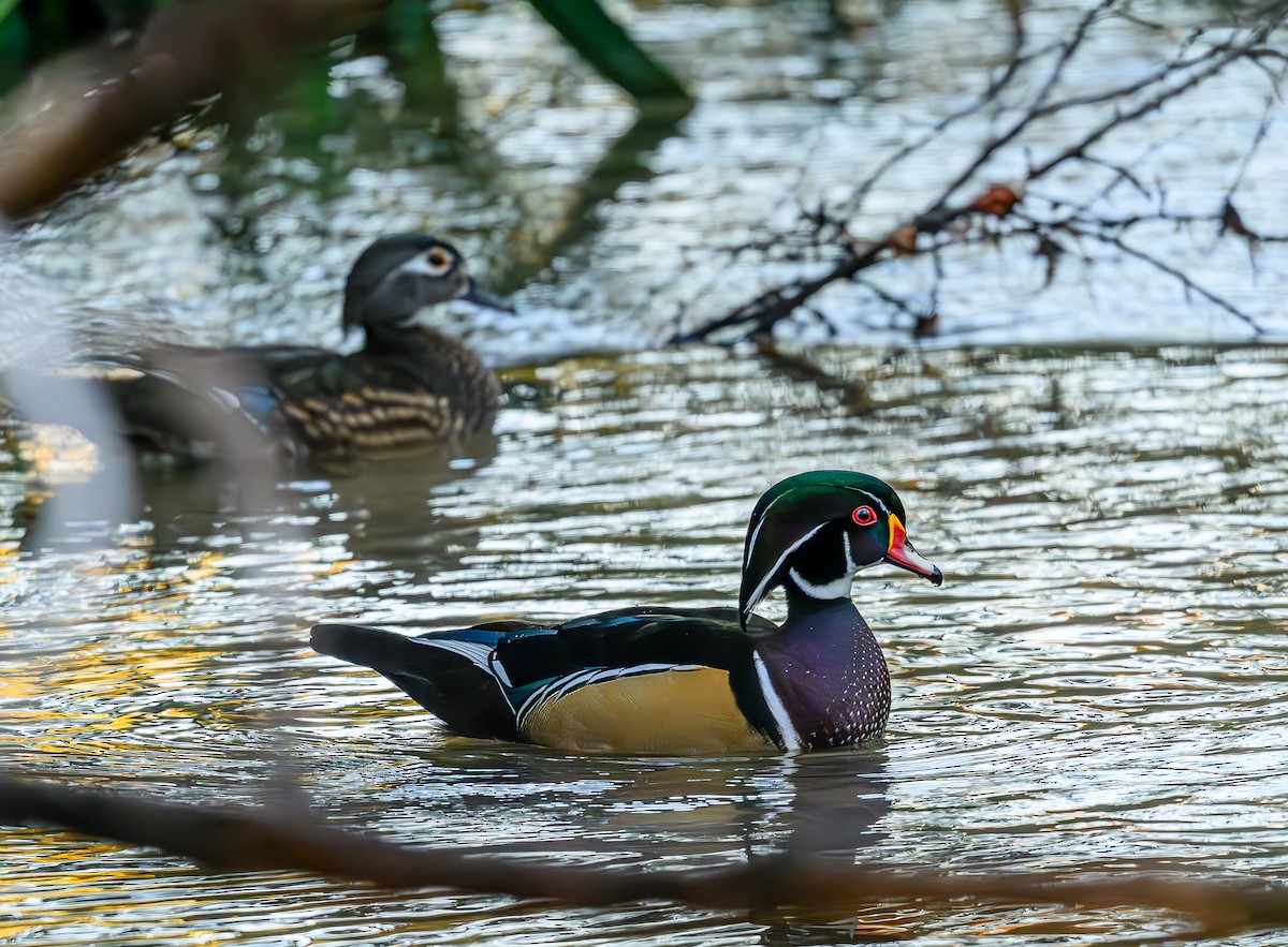 Wood Duck - ML643966977