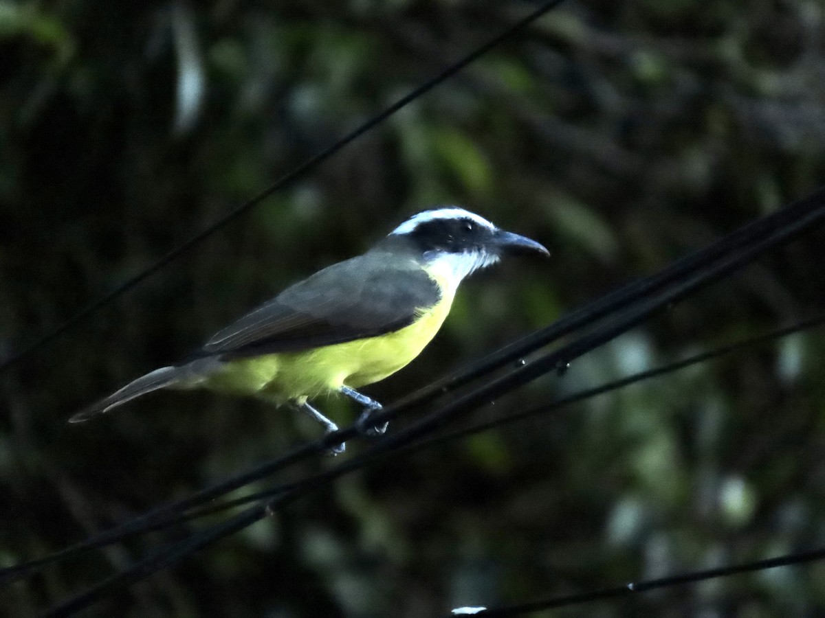 Boat-billed Flycatcher (Northern) - ML643966979