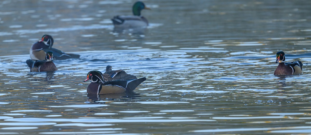 Wood Duck - ML643966992