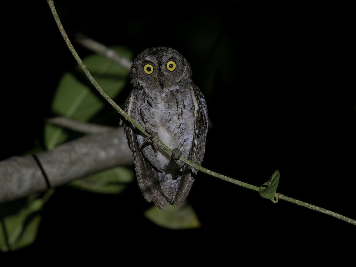 Petit-duc des Banggai - ML643967013