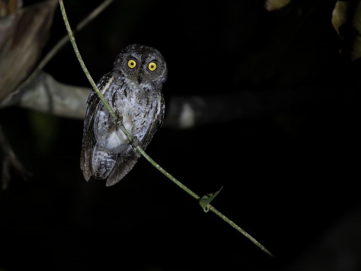 Petit-duc des Banggai - ML643967016