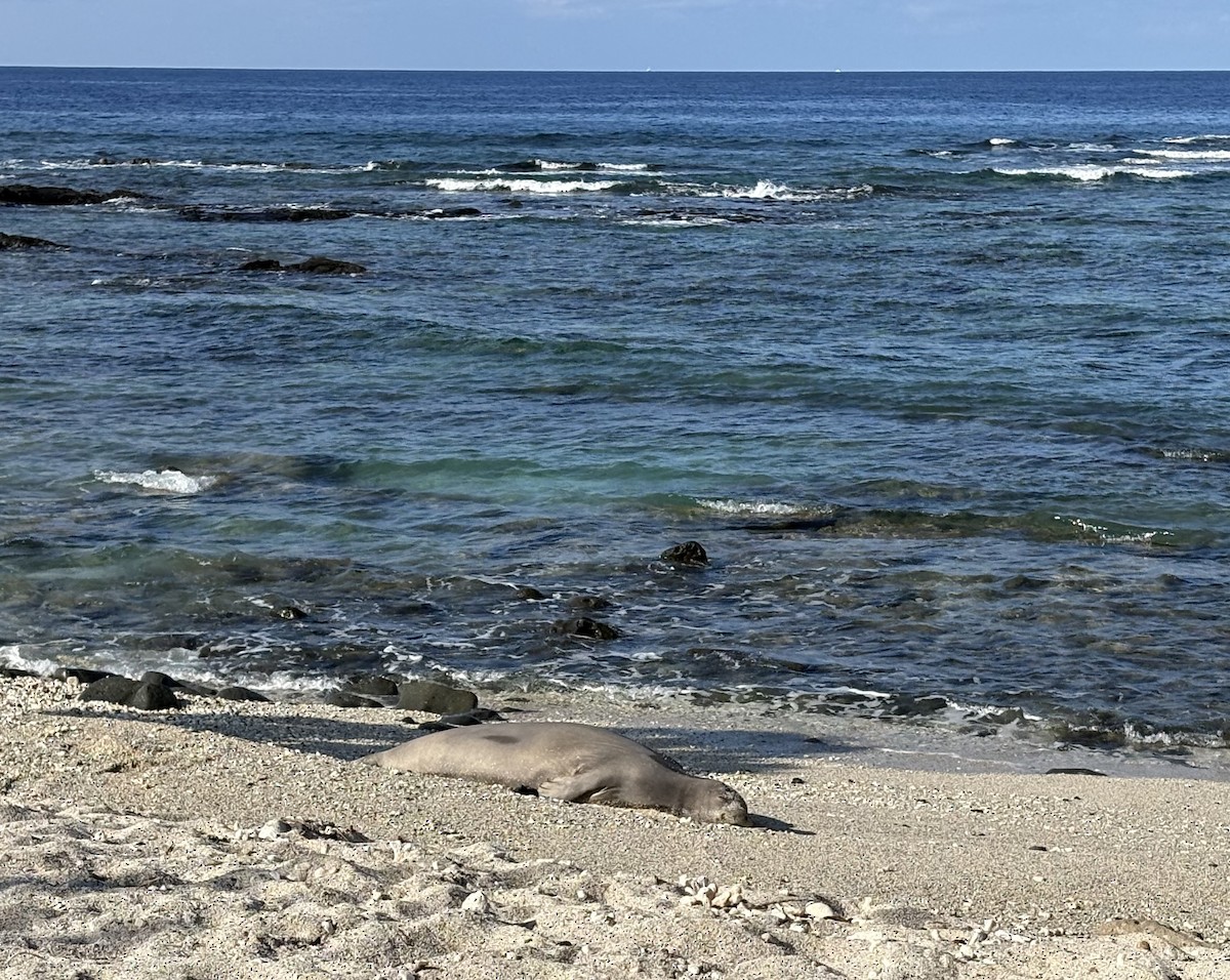 Hawaiian Monk Seal - ML643967023