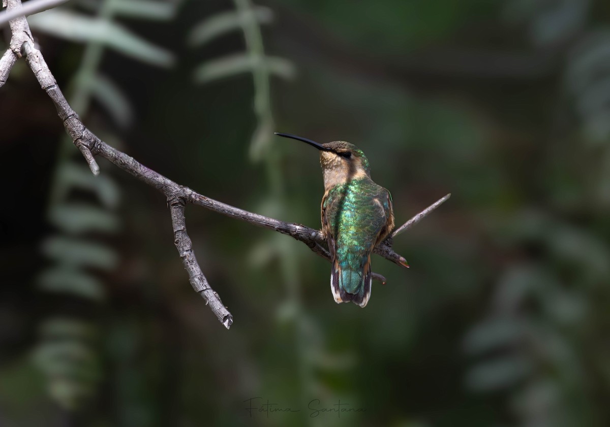 fagerkolibri - ML643967034