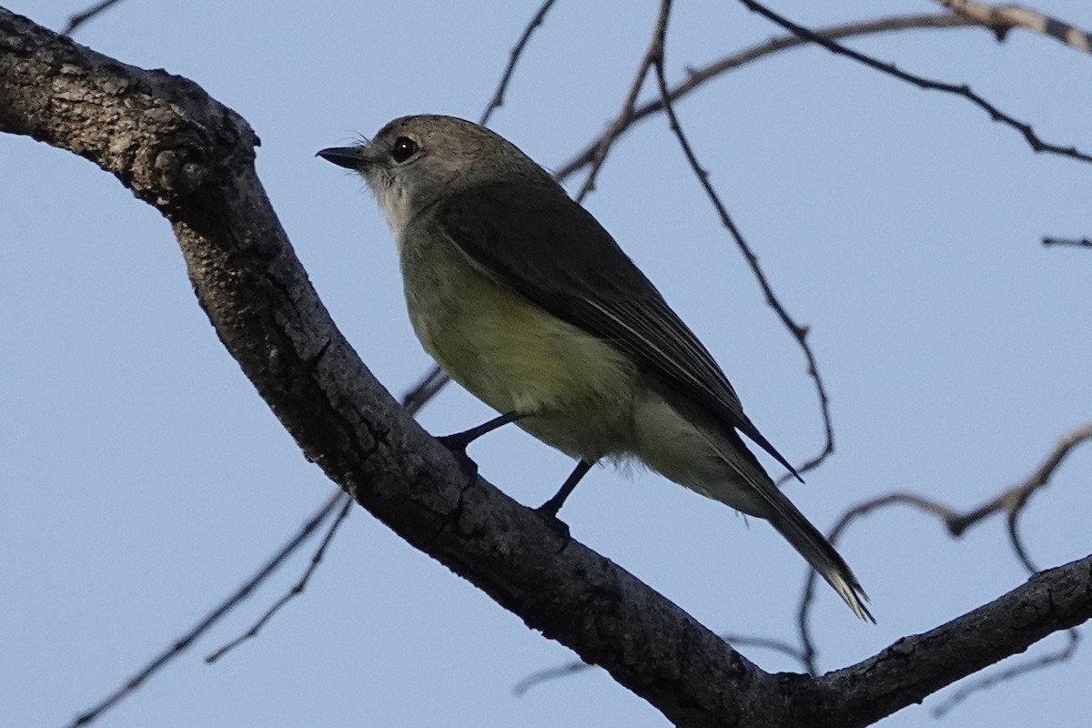 Limon Karınlı Sinekbülbülü - ML643967039