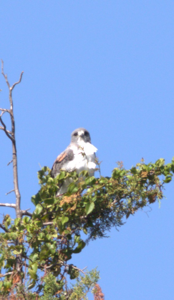White-tailed Hawk - ML643967065