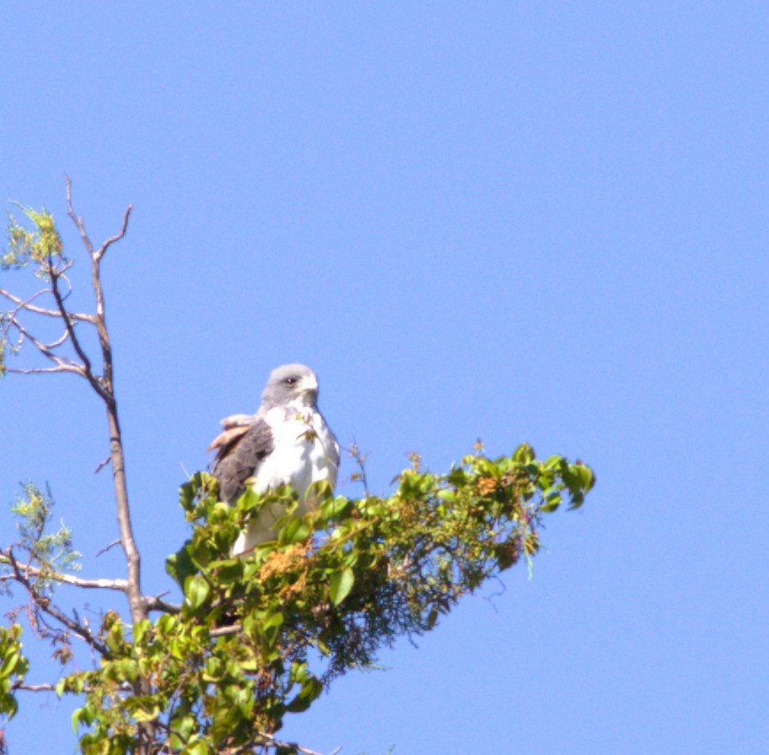 White-tailed Hawk - ML643967067