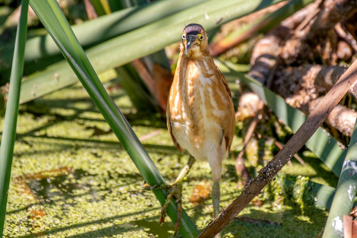 Least Bittern - ML643967069