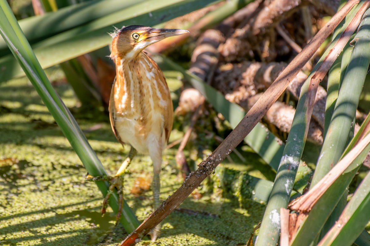 Least Bittern - ML643967070