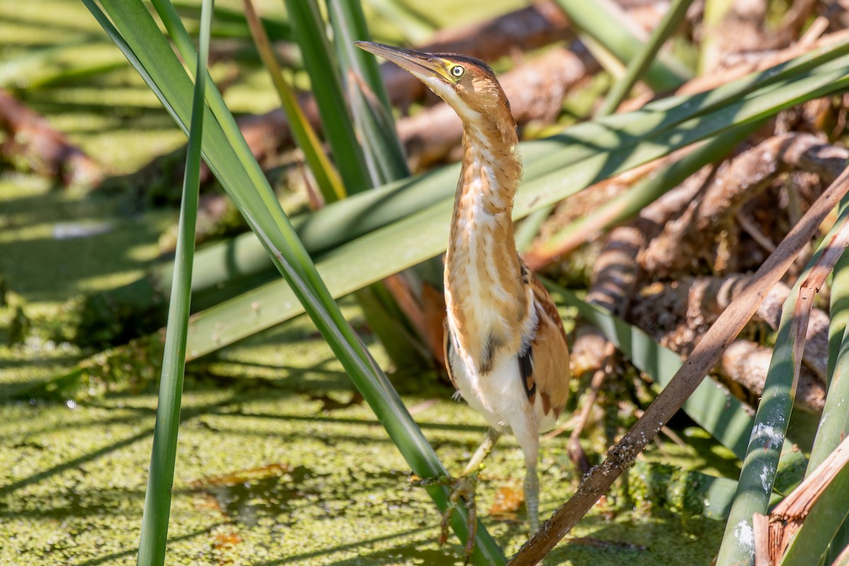 Least Bittern - ML643967071