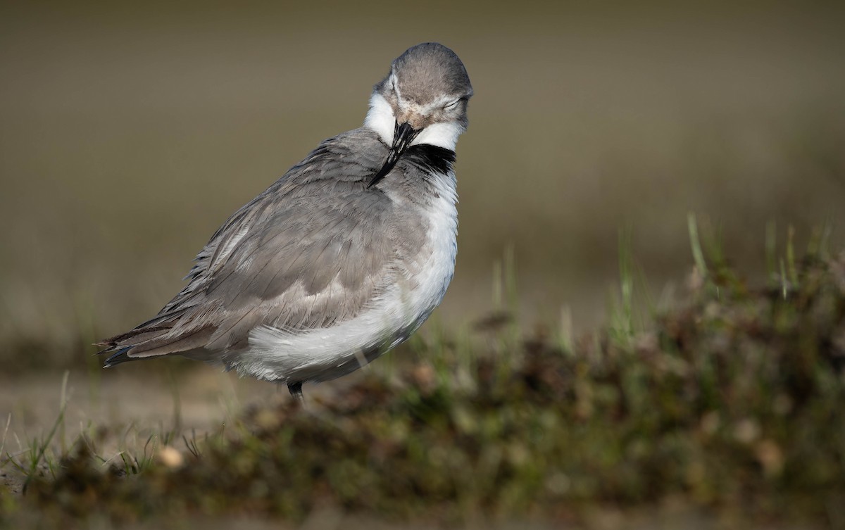 Wrybill - ML643967073