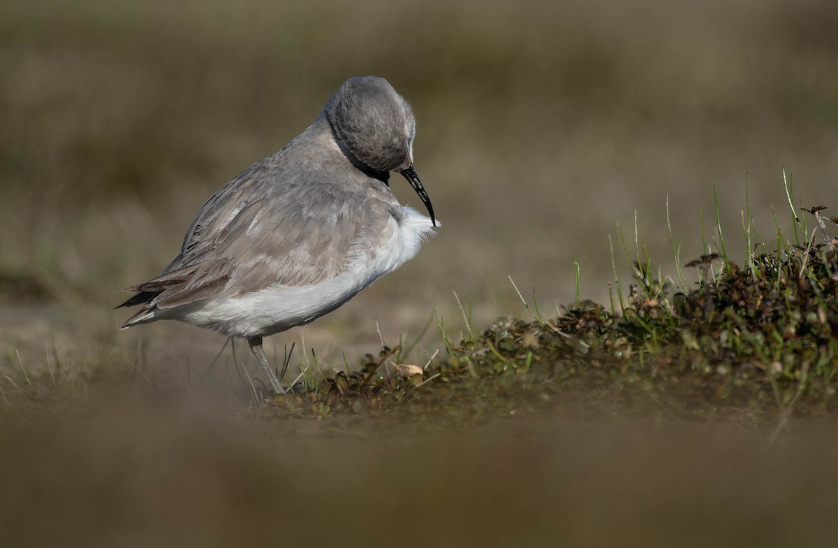 Wrybill - ML643967075