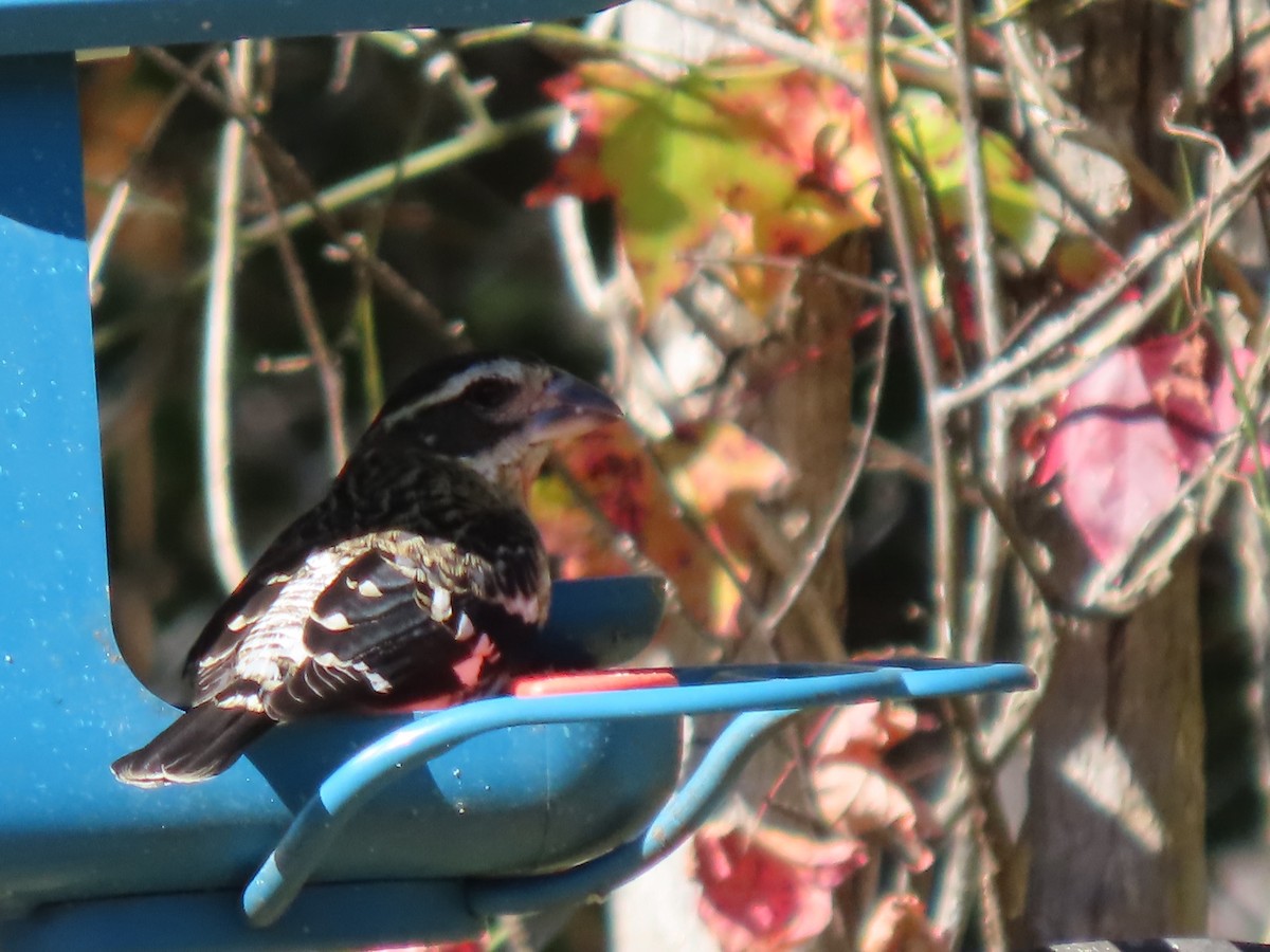 Rose-breasted Grosbeak - ML643967084