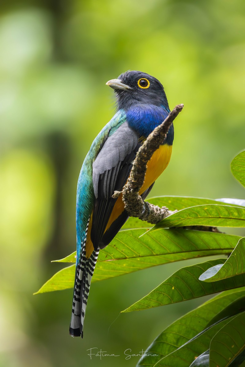 Gartered Trogon - ML643967088
