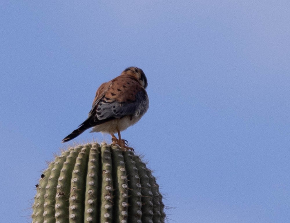 American Kestrel - ML643967103