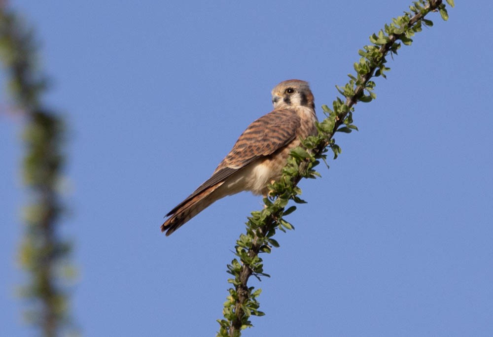 American Kestrel - ML643967104