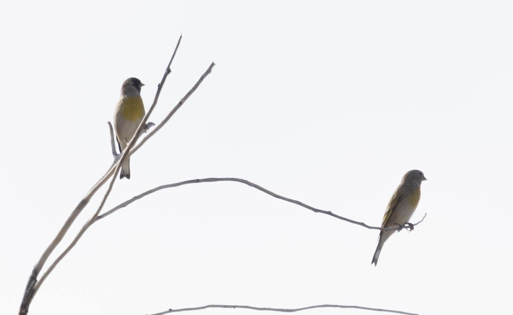 Lawrence's Goldfinch - ML643967132