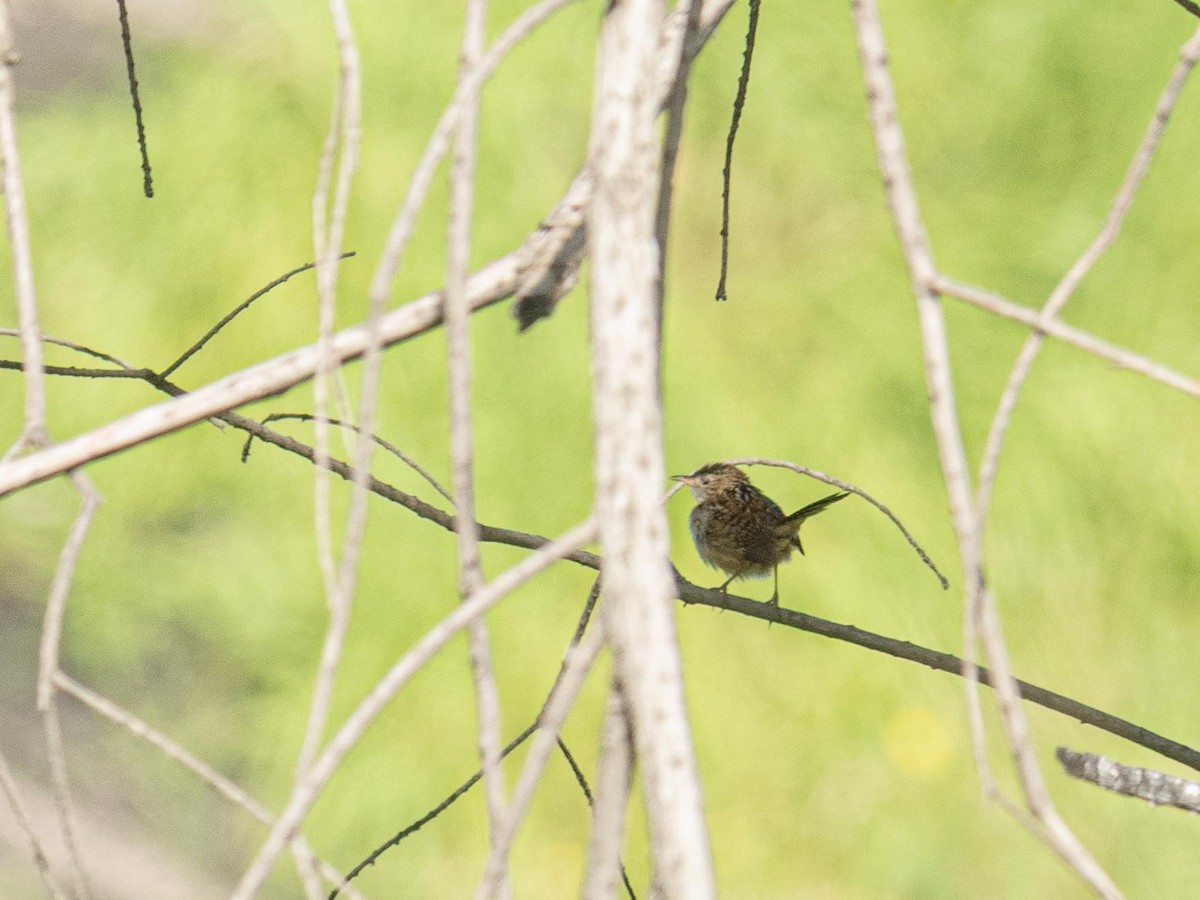 Grass Wren - ML643967148
