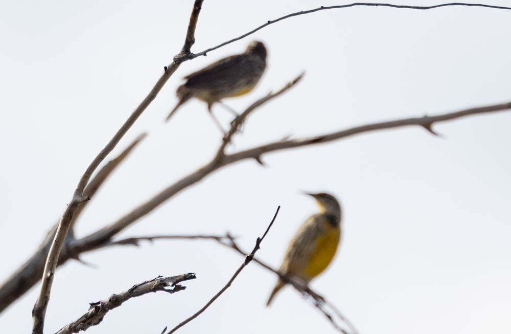 Western/Chihuahuan Meadowlark - ML643967153