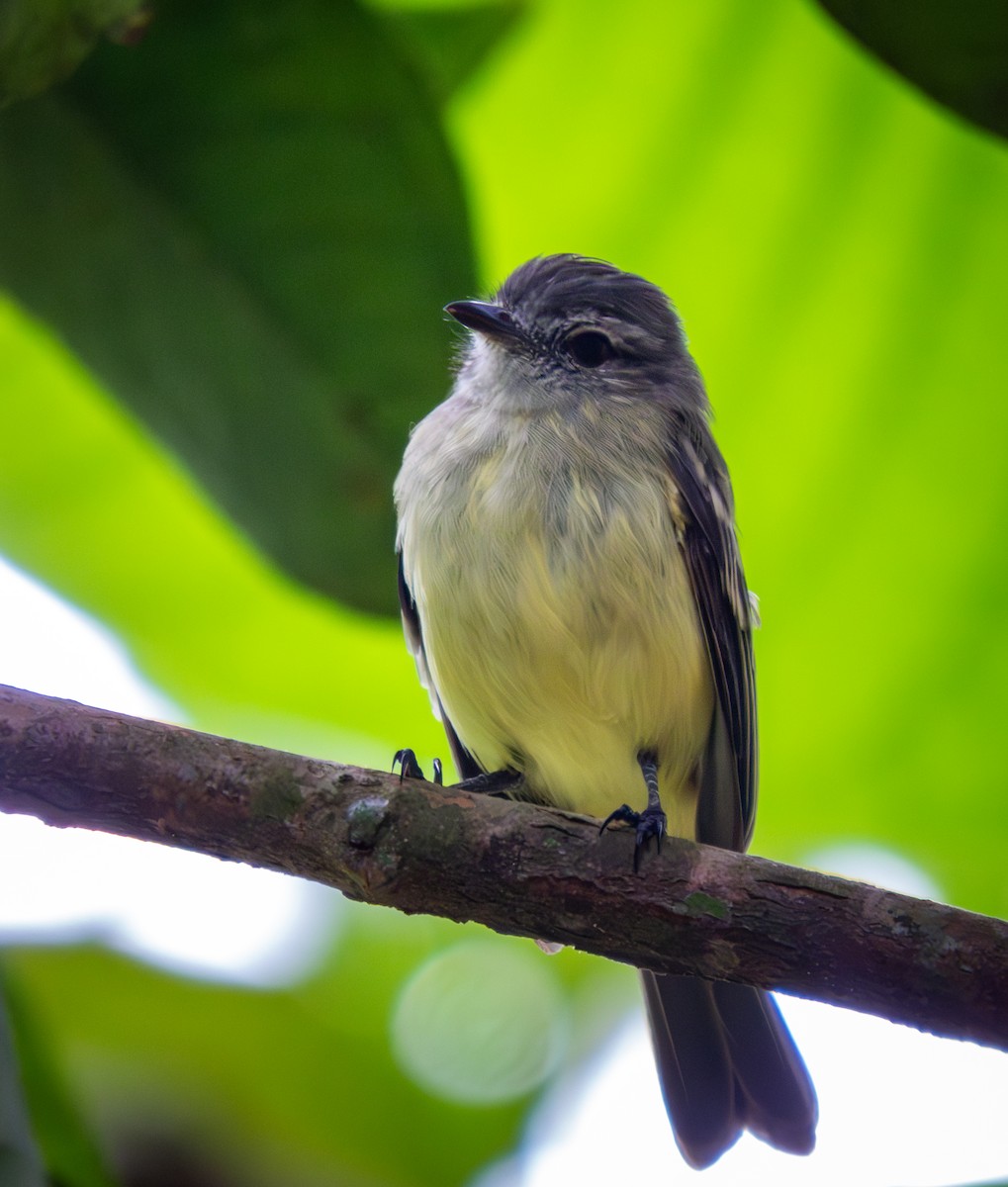 Yellow-crowned Tyrannulet - ML643967155