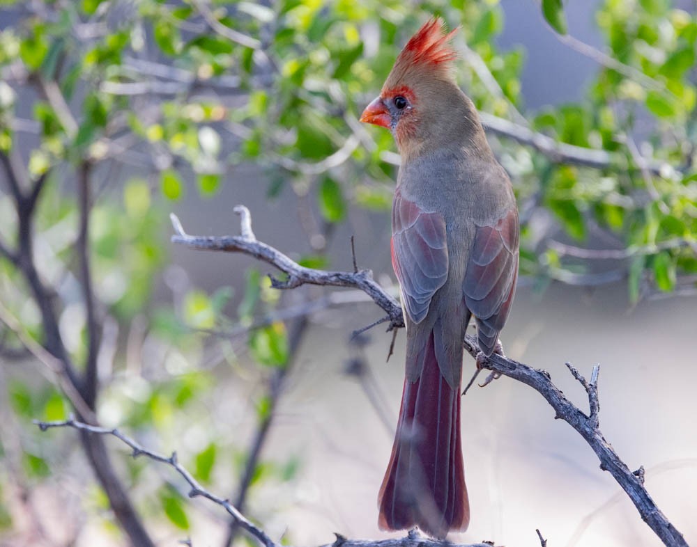 Northern Cardinal - ML643967161