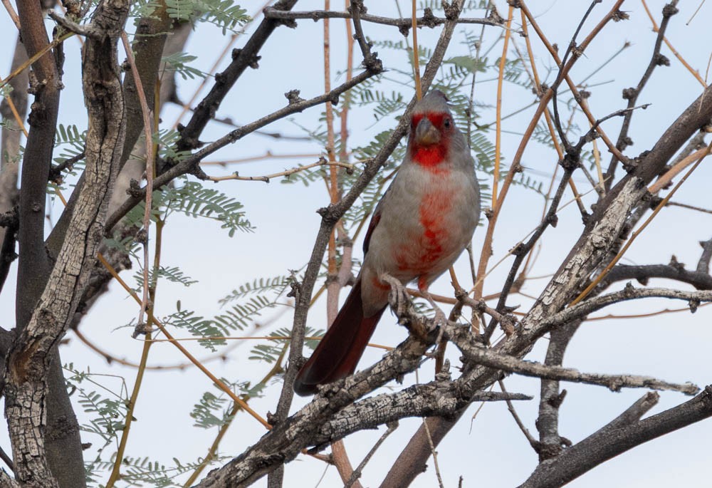 Pyrrhuloxia - ML643967167