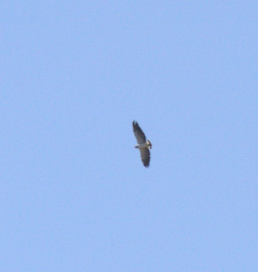 White-tailed Hawk - ML643967184