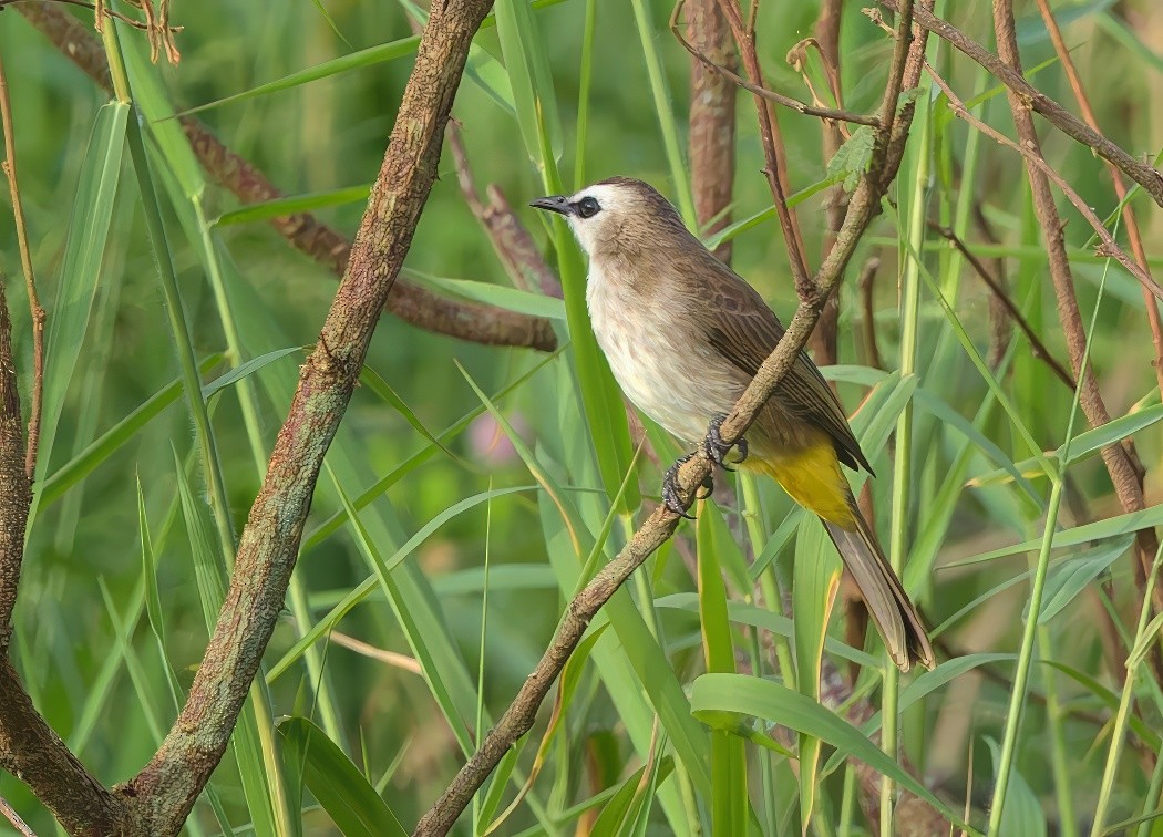 Yellow-vented Bulbul - ML643967203
