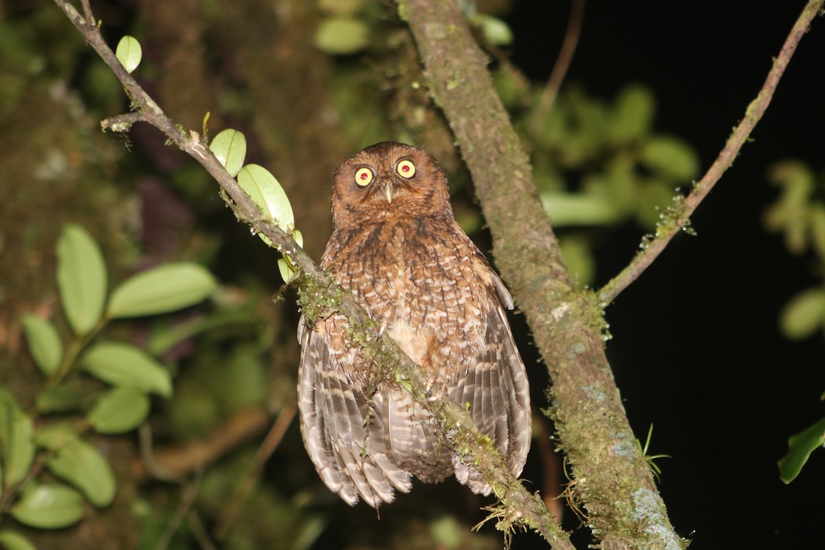 Bare-shanked Screech-Owl - ML643967231