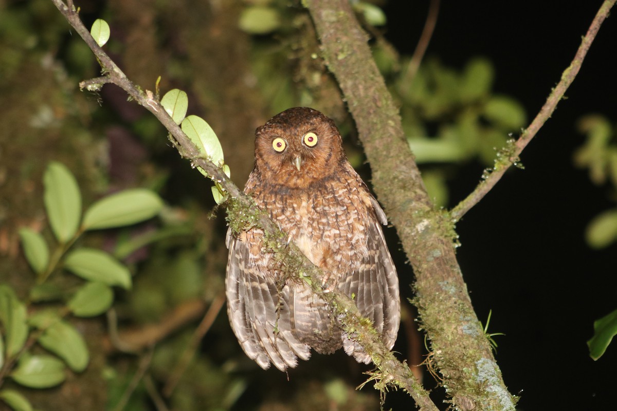 Bare-shanked Screech-Owl - ML643967232