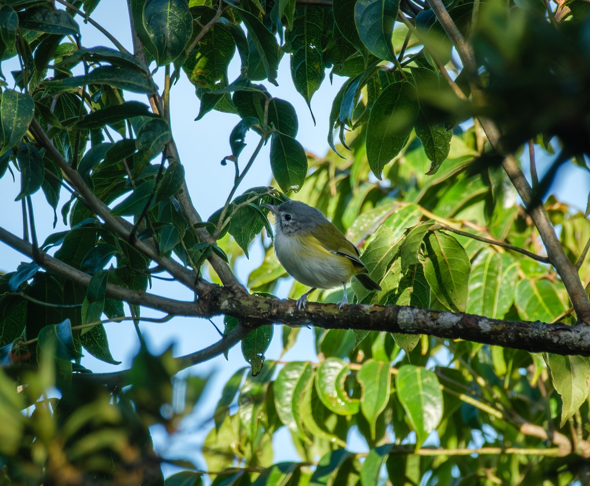 Lesser Greenlet - ML643967235