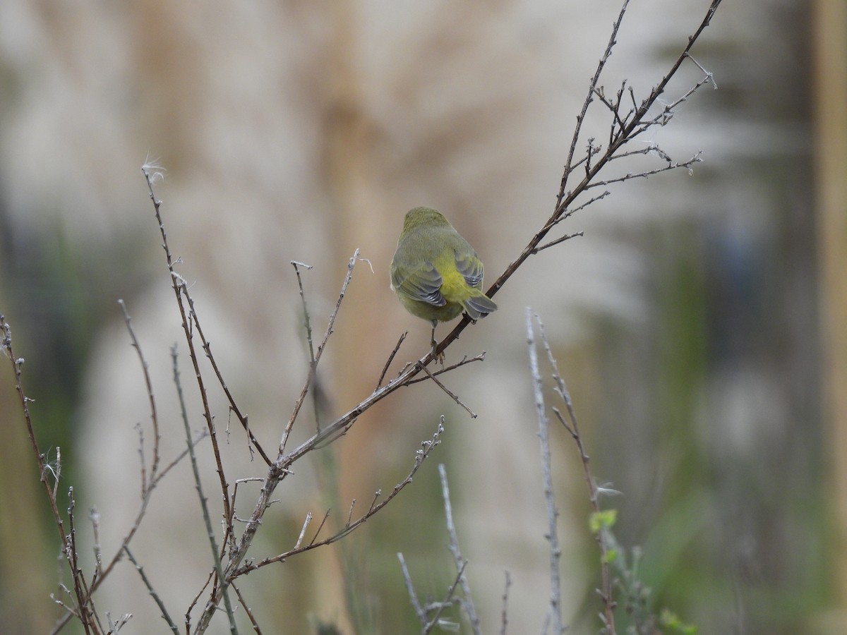 Orange-crowned Warbler - ML643967245